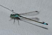 Ischnura elegans