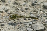 Gomphus pulchellus