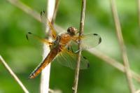 Libellula fulva