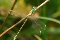 Lestes barbarus