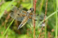 Libellula quadrimaculata