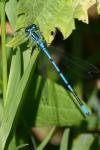 Coenagrion puella