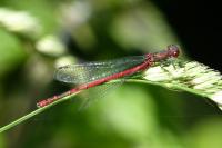 Pyrrhosoma nymphula