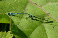Coenagrion puella