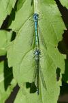 Coenagrion puella