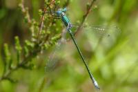 Lestes dryas