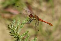 Sympetrum sanguineum