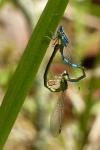 Coenagrion scitulum