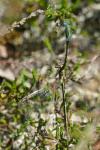 Lestes dryas