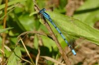 Enallagma cyathigerum