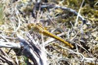Sympetrum sanguineum