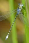 Lestes sponsa