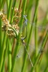 Lestes sponsa