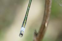 Lestes dryas