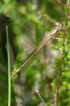 Platycnemis