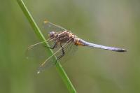 Orthetrum coerulescens
