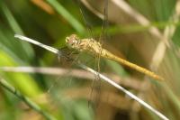 Sympetrum meridionale
