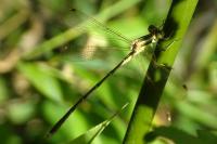 Lestes barbarus