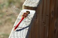Sympetrum sanguineum