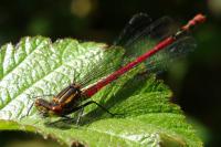 Pyrrhosoma nymphula