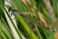 Ischnura elegans