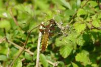 Libellula depressa