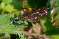 Calopteryx virgo