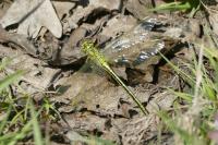 Gomphus pulchellus