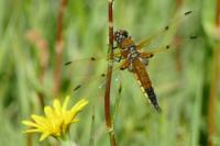 Libellula quadrimaculata