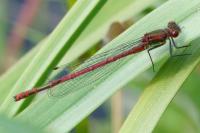 Pyrrhosoma nymphula