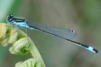 Ischnura elegans