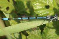 Coenagrion puella