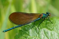 Calopteryx virgo