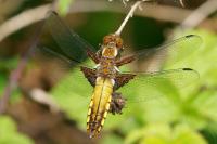 Libellula depressa