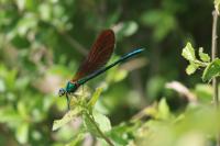 Calopteryx virgo