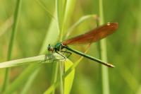 Calopteryx virgo