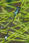 Ischnura elegans