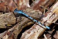 Enallagma cyathigerum