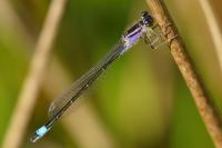 Ischnura elegans