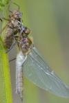 Cordulia aenea