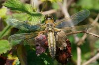 Libellula quadrimaculata