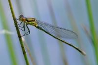 Erythromma najas