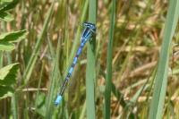 Coenagrion scitulum