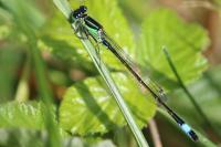 Ischnura elegans