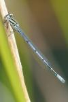 Coenagrion puella