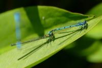 Coenagrion puella
