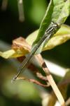 Coenagrion puella