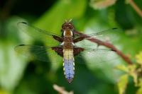 Libellula depressa