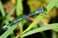 Coenagrion puella