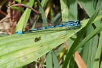 Coenagrion puella